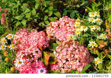 Colorful flower garden 115661739