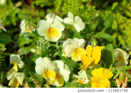 Pretty yellow flowers 115661740