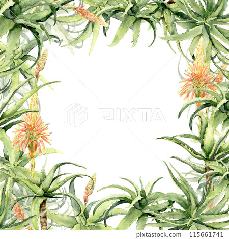 aloe plant watercolor square frame. 115661741
