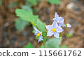 核桃Vi的花 115661762