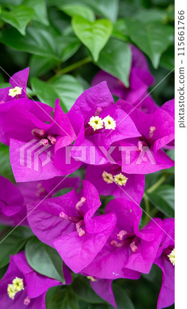 九重葛花 九重葛花 115661766