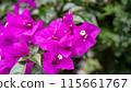 九重葛花 115661767
