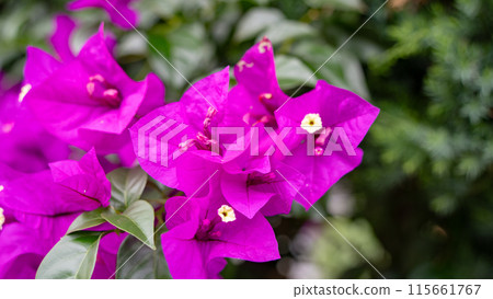 九重葛花 九重葛花 115661767