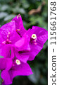 九重葛花 115661768