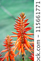 蘆薈花 115661771