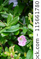 Hirao Gao 115661780