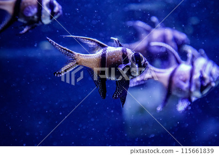 macro fish Pterapogon kauderni (Apogonidae) 115661839