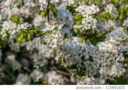 Beautiful spring blossoming tree branches with white flowers macro Beautiful spring blossoming tree branches with white flowers macro 115661855