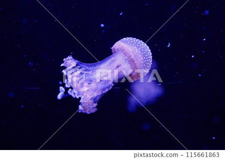 macro of a beautiful jellyfish phyllorhiza punctata 115661863