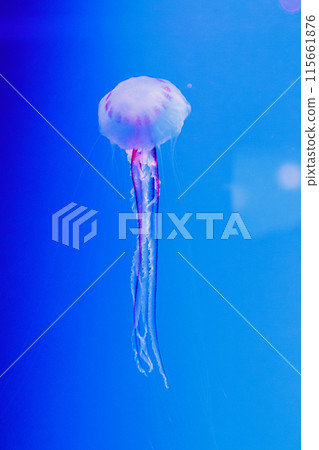 macro of a beautiful jellyfish chrysaora lactea 115661876