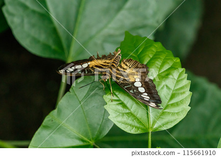 macro beautiful butterfly Parthenos sylvia macro beautiful butterfly Parthenos sylvia 115661910