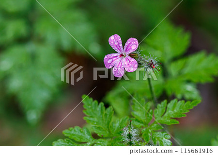 Beautiful spring flowering meadow of fresh flowers 115661916