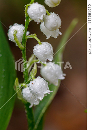 Beautiful spring blooming lilies of the valley with drops of flowers dew 115661920