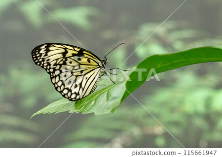 macro beautiful butterfly Idea leuconoe macro beautiful butterfly Idea leuconoe 115661947