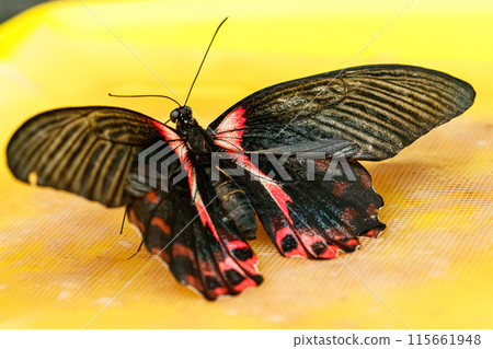 macro beautiful butterfly Papilio rumanzovia macro beautiful butterfly Papilio rumanzovia 115661948