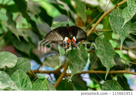 macro beautiful butterfly Papilio low 115661951