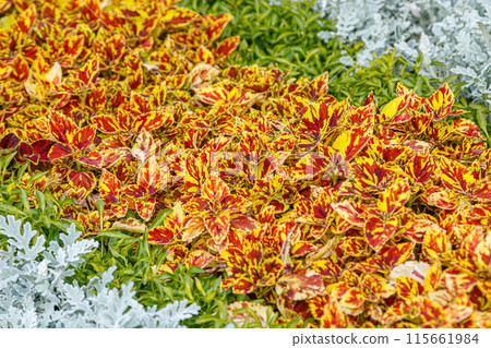 autumn beautiful bushes plants coleus purple autumn beautiful bushes plants coleus purple 115661984