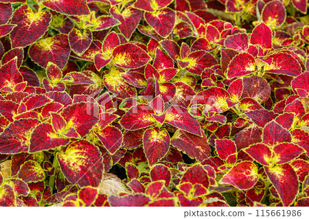 autumn beautiful bushes plants coleus purple autumn beautiful bushes plants coleus purple 115661986