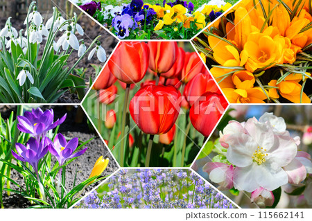 Colorful collage of a spring flower bed. Colorful collage of a spring flower bed. 115662141