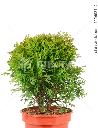 Thuja in a flower pot isolated on a white. Free space for text. 115662142