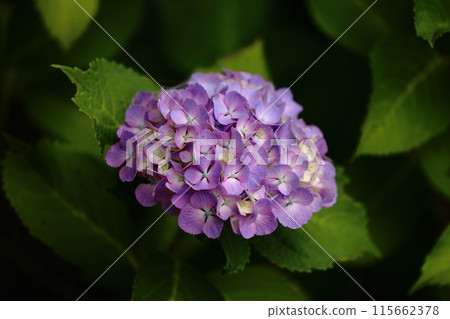 Hydrangea 2024 13 115662378