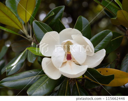 Taishan tree flower 115662446