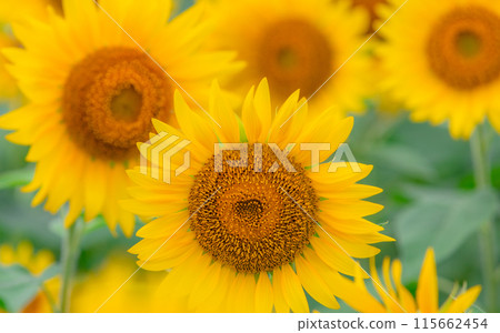 [神奈川縣]盛開的向日葵*向日葵 115662454