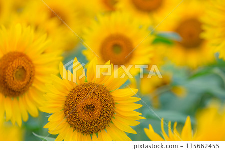 [Kanagawa Prefecture] Sunflowers that bloom vigorously * Sunflowers 115662455