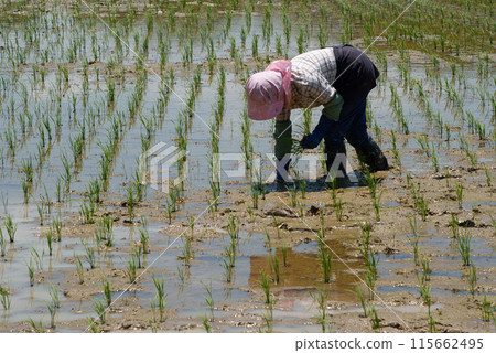 一名婦女正在種植水稻,補充種植 一名婦女正在種植水稻,補充種植 115662495