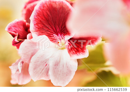 Beautiful red pink flowers of geranium Beautiful red pink flowers of geranium 115662539