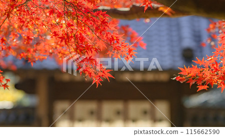 [Kanagawa Prefecture] The grounds of Kakuonji Temple are enveloped in autumn leaves. *Photos were taken with the cooperation of Kakuonji Temple. Property release obtained. 115662590