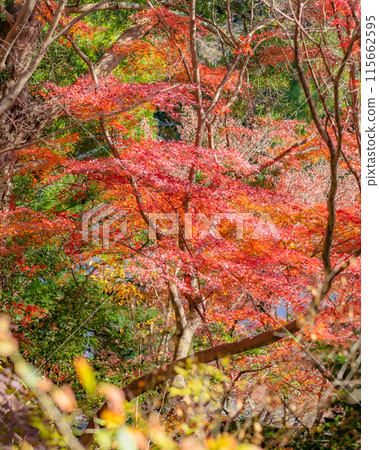 [Kanagawa Prefecture] The grounds of Kakuonji Temple are enveloped in autumn leaves. *Photos were taken with the cooperation of Kakuonji Temple. Property release obtained. 115662595
