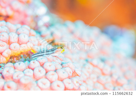 Nice to meet you Nice to meet you 115662632