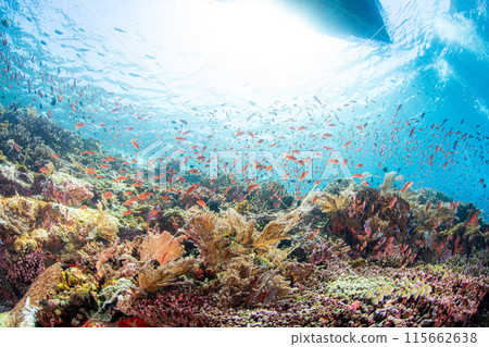 scuba diving, scuba dive, diving 115662638