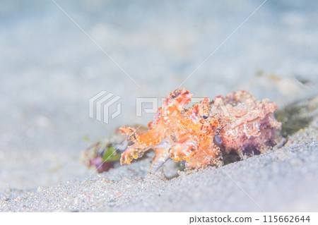 Walking Squid Walking Squid 115662644