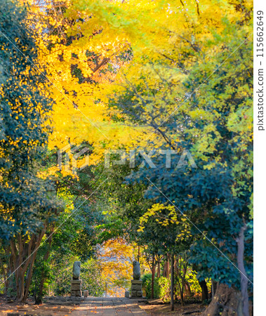 [神奈川縣]高田天滿宮的秋景/被秋葉包裹的院內/12月*自然風光 115662649