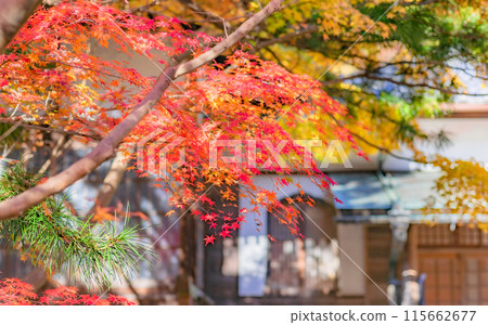 [神奈川縣] 秋葉環繞的覺園寺院內 *攝影合作「覺園寺」取得財產使用權 115662677