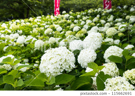 Gongendo Hydrangea Festival, Satte City, Saitama Prefecture Gongendo Hydrangea Festival, Satte City, Saitama Prefecture 115662691
