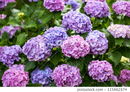 Gongendo Hydrangea Festival, Satte City, Saitama Prefecture 115662874