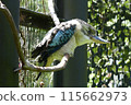 Big Kingfisher 115662973