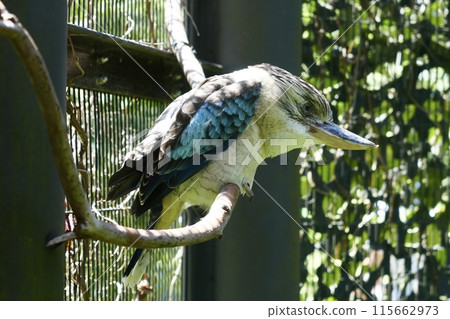 Big Kingfisher Big Kingfisher 115662973