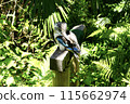 Big Kingfisher② 115662974