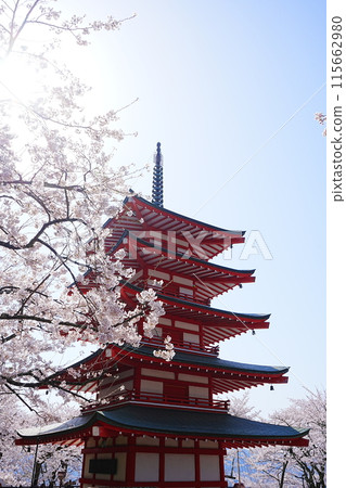 Japan Yamanashi Prefecture Arakurayama Sengen Park Spring cherry blossoms Five-story pagoda Japan Yamanashi Prefecture Arakurayama Sengen Park Spring cherry blossoms Five-story pagoda 115662980