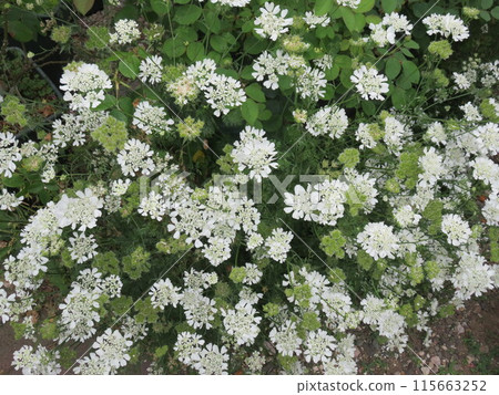 奧拉雅在我的花園裡盛開 奧拉雅在我的花園裡盛開 115663252