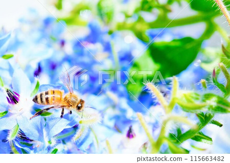 一隻蜜蜂騎在大量藍色琉璃苣花上 115663482