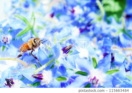 A cute bee is caught on a bunch of blue borage flowers and turns towards me. 115663484