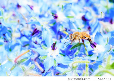 A bee hovering over a pile of blue borage 115663485