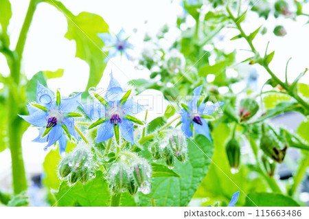 Beautiful blue borage flowers and buds outdoors getting wet in the rain Beautiful blue borage flowers and buds outdoors getting wet in the rain 115663486
