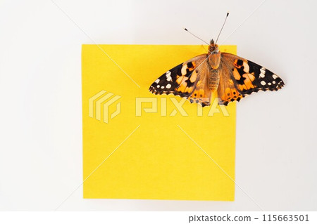 A mockup of a painted lady butterfly resting with its wings open and a yellow title frame on a white background A mockup of a painted lady butterfly resting with its wings open and a yellow title frame on a white background 115663501