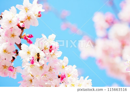 春天，一隻可愛的蜜蜂在戶外覆蓋著可愛的粉紅色櫻花花 115663516